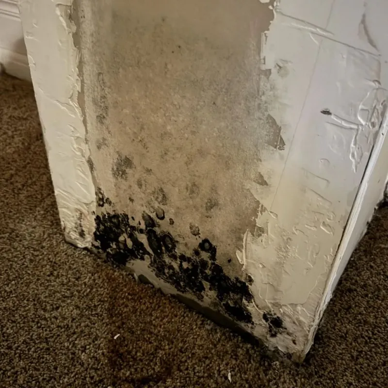 Professional Mold Removal in Colfax, IL